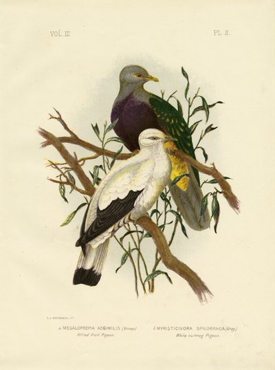 Alliierte Fruchttaube oder Wompoo-Fruchttaube, 1891 von Gracius Broinowski